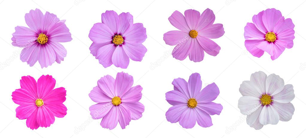 Set of Cosmos flower isolated on white background. Blooming plant with clipping path.