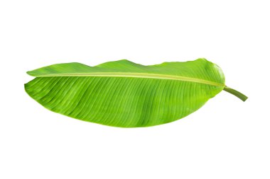 Muz yaprakları kırpma yolu ile beyaz arkaplan üzerinde izole.