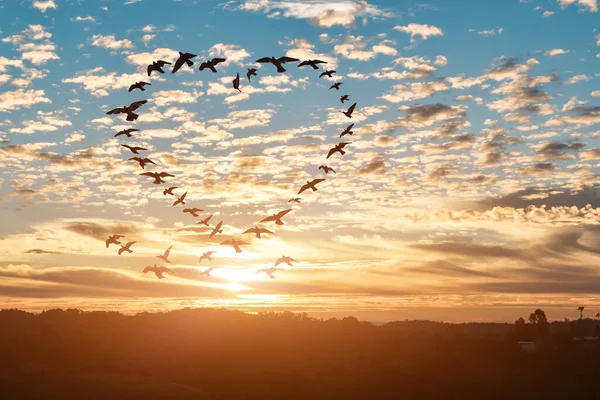 Silhouette Volare Stormo Uccelli Forma Cuore Contro Cielo Tramonto Sfondo — Foto Stock
