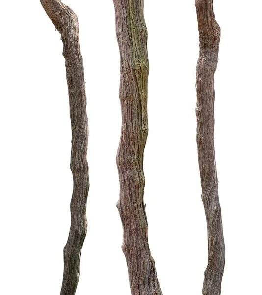 덩굴의 가지들은 배경에 분리되어 — 스톡 사진