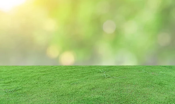 Зеленое Травяное Поле Фоне Природы Боке — стоковое фото