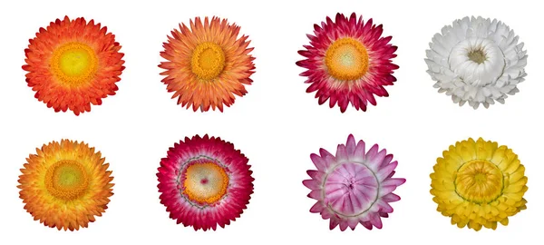 Colección Flores Fresa Helichrysum Bracteatum Flowers Aisladas Sobre Fondo Blanco — Foto de Stock