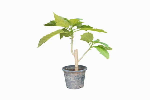 Bomen Potplanten Geïsoleerd Witte Achtergrond Met Knippad — Stockfoto