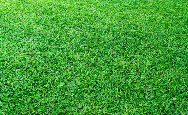 Sfondo Texture Erba Verde Elemento Progettazione Prato Verde Campi Golf — Foto Stock