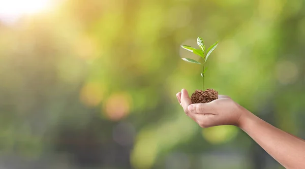 Mão Segurando Planta Jovem Fundo Natureza Verde Início Uma Nova — Fotografia de Stock