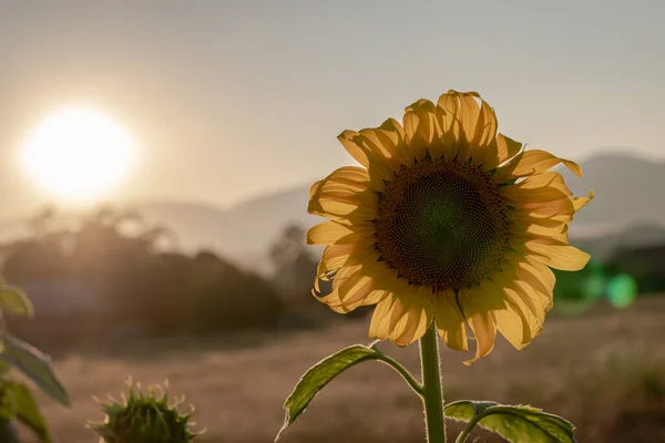 在日落的背景上 野花盛开 向日葵地景观的轮廓 — 图库照片
