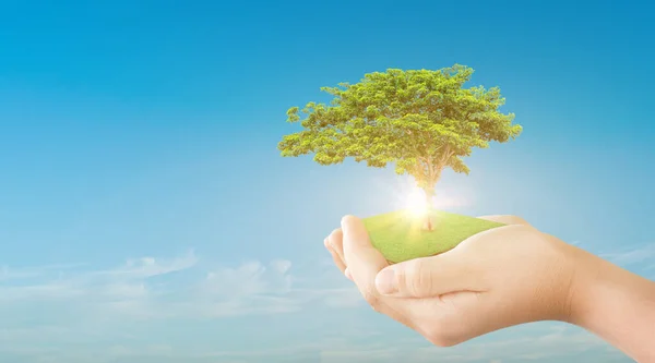 Mano Sosteniendo Árbol Verde Sobre Fondo Azul Cielo Concepto Ecología —  Fotos de Stock