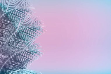 Tropikal plazma yaprakları canlı eğimli arka planda. Moda neon renkleri minimalist stil.