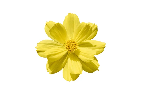 Bela Flor Amarela Cosmos Coreopsideae Isolado Sobre Fundo Branco Objeto — Fotografia de Stock