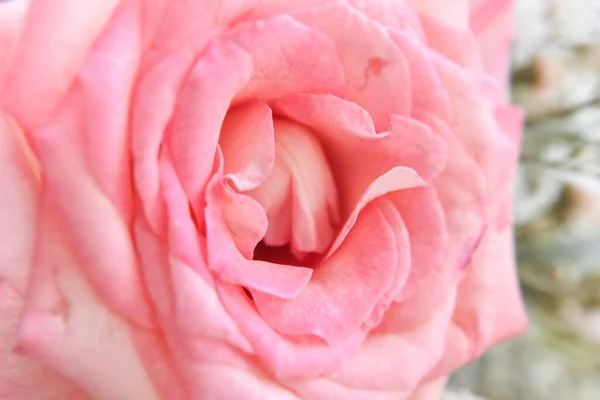 Close Blurred Delicate Pink Rose Unfocused Blur Rose Petals Can — Stock Photo, Image