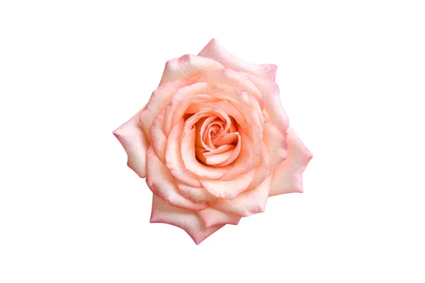 Hermosa Rosa Rosa Aislada Sobre Fondo Blanco Rosa Suave Totalmente — Foto de Stock