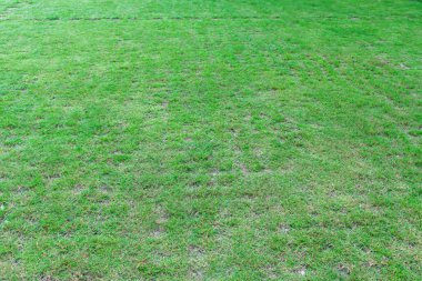 Doğal yeşil çimen dokusu. Golf ya da futbol sahaları için yeşil çimen.