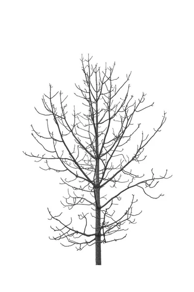 Суха Гілка Дерева Ізольована Білому Тлі — стокове фото