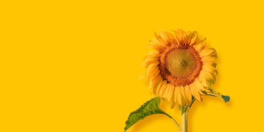 Sarı arka planda yaprakları olan ayçiçekleri. Uzayı metin için kopyala. Sonbahar konsepti