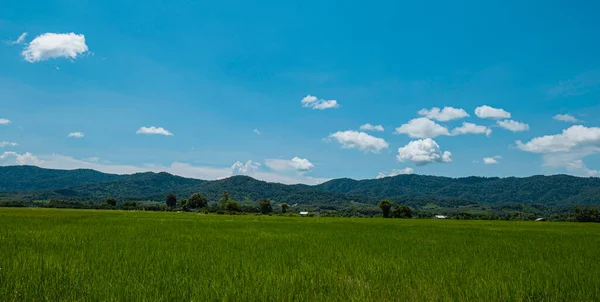 Campo Arroz Verde Fundo Céu Paisagem Rural Tailândia — Fotografia de Stock