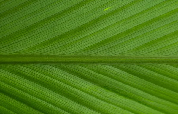 Arkaplan Için Doğal Yeşil Yaprak Dokusu — Stok fotoğraf