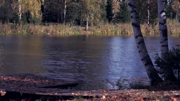 Bellissimo lago nella foresta autunnale — Video Stock