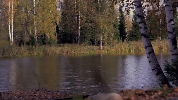 Belo lago na floresta de outono — Vídeo de Stock
