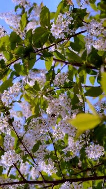 Arılar ve tırtıllar parlak bir kiraz ağacında