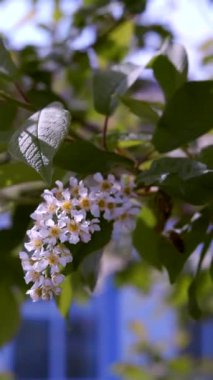 Arılar ve tırtıllar parlak bir kiraz ağacında