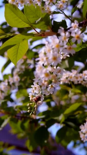 Abelhas e lagartas em uma árvore de cereja florida brilhante — Vídeo de Stock