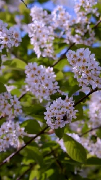 Abejas y orugas en un cerezo floreciente — Vídeos de Stock