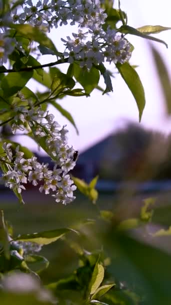 Abelhas e lagartas em uma árvore de cereja florida brilhante — Vídeo de Stock