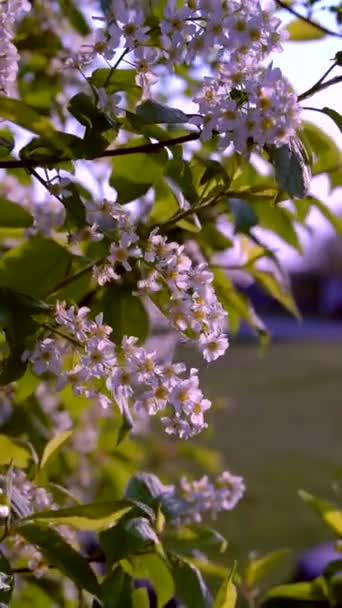 Bin och larver på ett ljust blommande körsbärsträd — Stockvideo