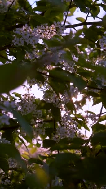 Abejas y orugas en un cerezo floreciente — Vídeos de Stock