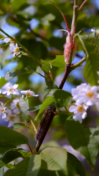 Bin och larver på ett ljust blommande körsbärsträd — Stockvideo