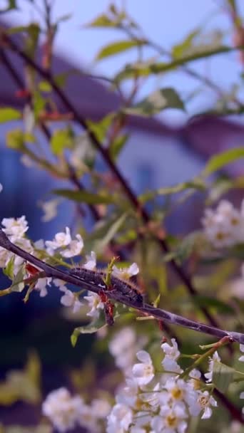 Bees and caterpillars on a bright flowering cherry tree — Stock Video