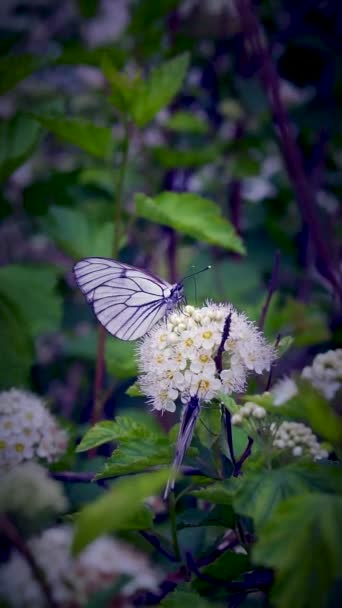 Papillons blanc neige sur fond de feuilles vertes — Video