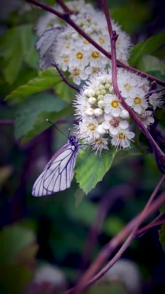 Mariposas blancas como la nieve sobre el fondo de hojas verdes — Vídeo de stock