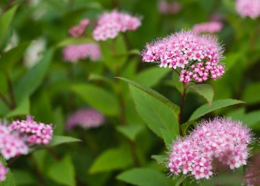 Çiçek açan spirea billardii pembe küçük çiçekler. Spirea çalılık deseni.