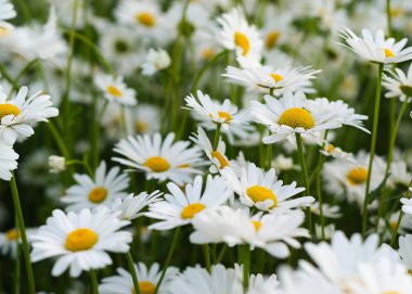 Yeşil çayır üzerinde Daisy çiçeği