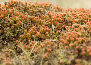 Ormanda uzun ve gür bir yosun var.