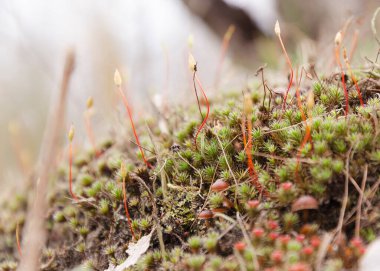Ormanda uzun ve gür bir yosun.