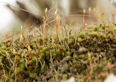 Ormanda uzun ve gür bir yosun.