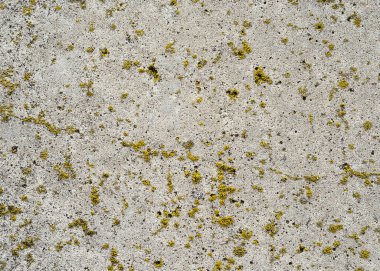 Beton yüzey yosun 2 ile kaplıdır.