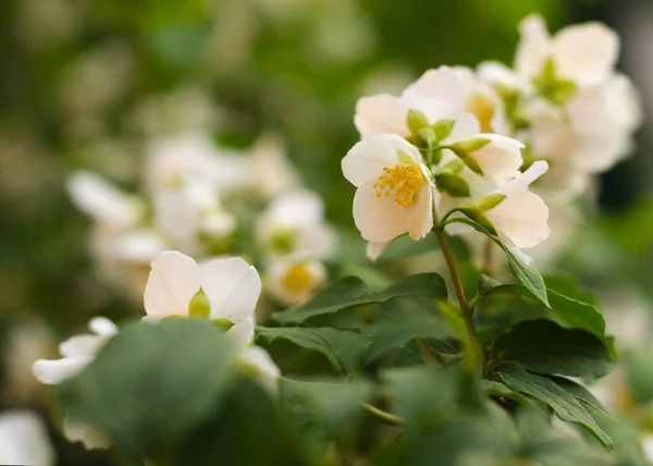 盛开芬芳的茉莉花 盛开的茉莉花丛3 — 图库照片