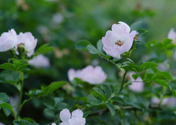 Růžový Květ Kyčle Růžové Zelené Listy Roseship — Stock fotografie