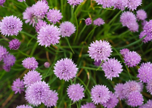Lila Schnittlauch Blumen Grünen Gras — Stockfoto