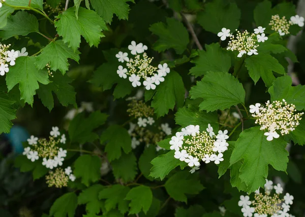 Білі Квіти Калини Зелене Листя — стокове фото