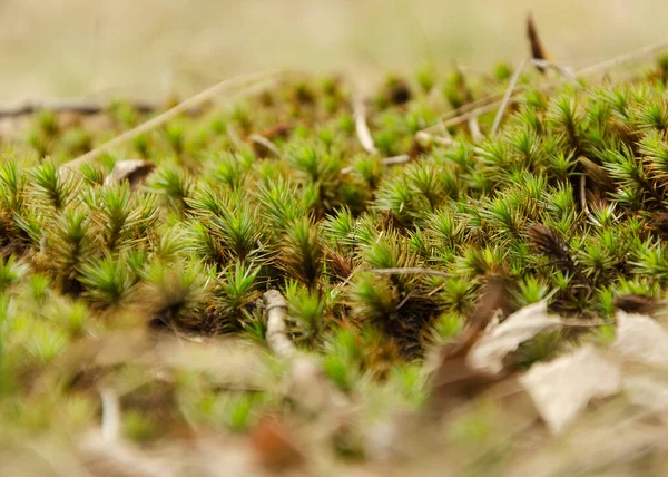 Largo Musgo Exuberante Bosque — Foto de Stock