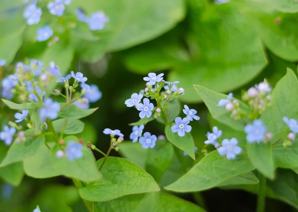 Finom Kék Virágok Veronica Beccabunga — Stock Fotó