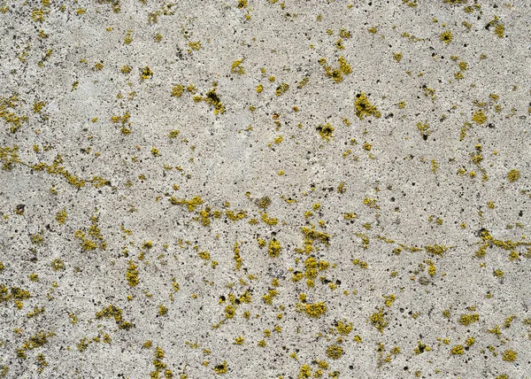 混凝土表面覆盖着苔藓 — 图库照片