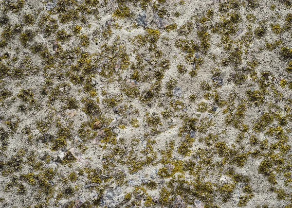 Бетонная Поверхность Покрыта Мхом — стоковое фото