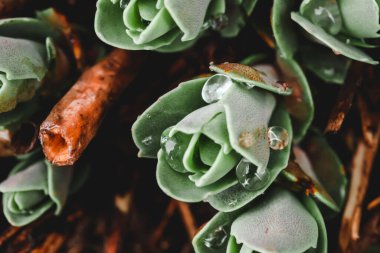 Bitkilerin üzerine yağmur damlaları