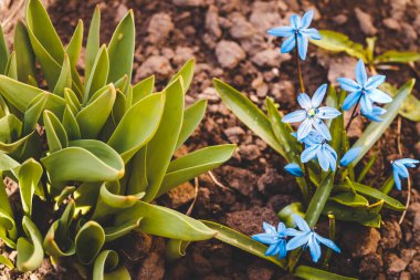 İlk bahar çiçekleri filizleniyor.
