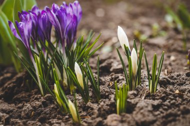 İlk bahar çiçekleri filizleniyor.